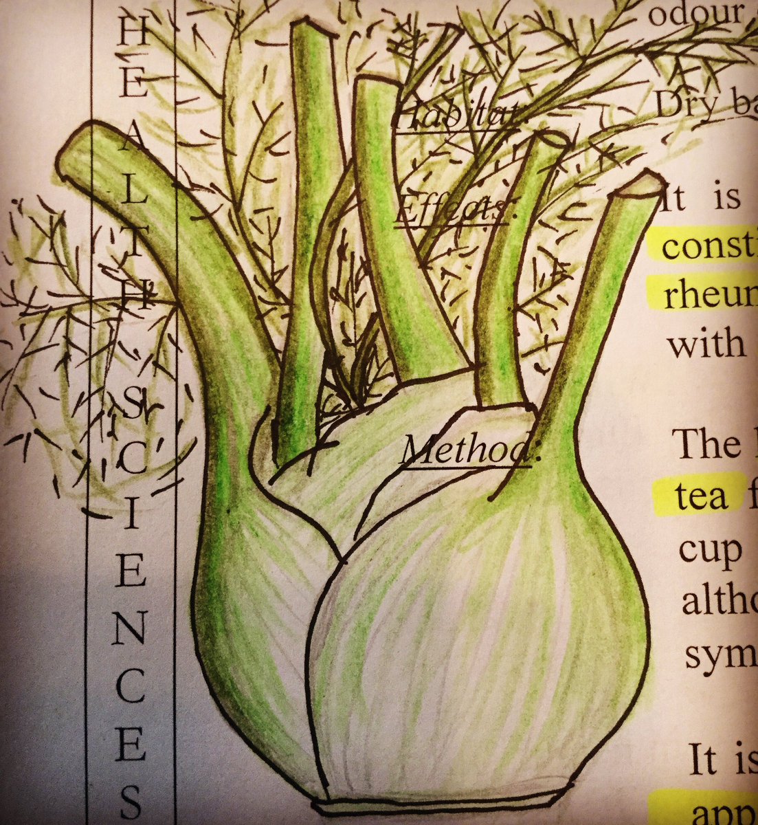 WorldNaturelle's tweet photo. #creative #studying of #healing #herbs and #foods 🙏 #drawing #fennel #digestionaid #stomachease #coughremedy #cold https://t.co/MvM9W9fWtT