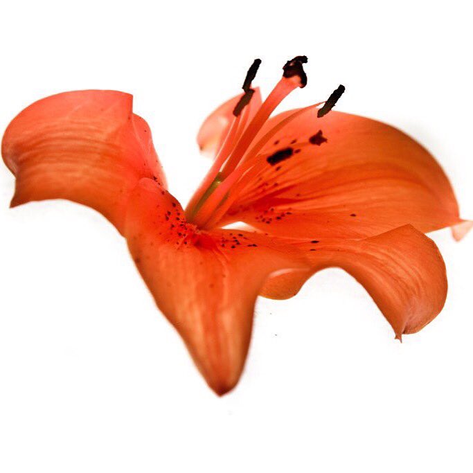 vanessarusci's tweet photo. #art #flowers #artcollector #orange #fineart #photography #madeinitaly #serie #limitated  https://t.co/nznt7TAmxt https://t.co/pJPh6qCBG6