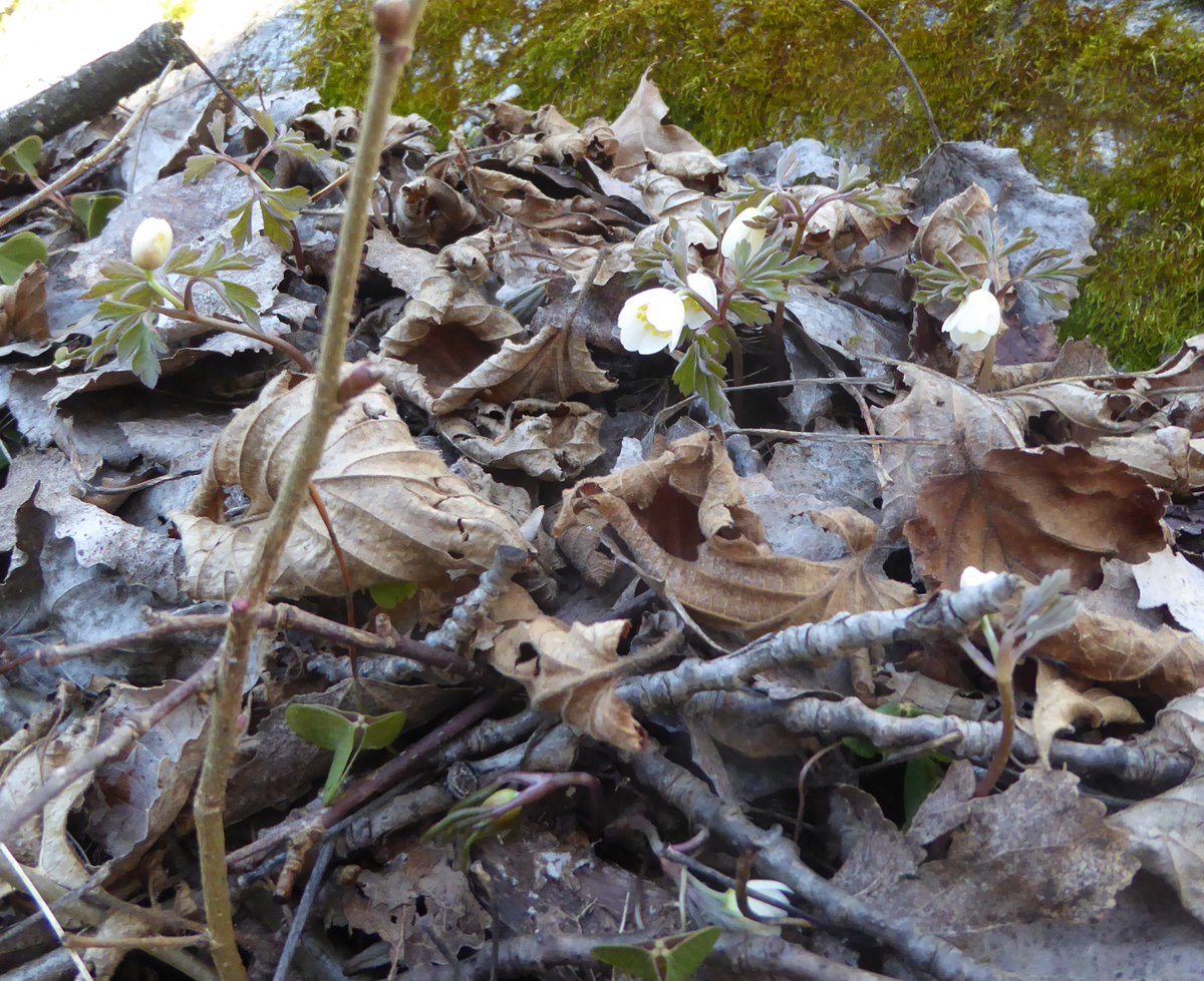 hans_t's tweet photo. Vitsipporna i Tinnerö börjar så sakteliga slå ut.#naturenskalender https://t.co/ySg2xpeaJe