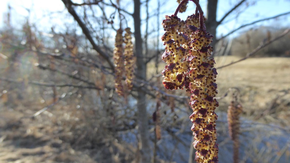 hans_t's tweet photo. Det överblommade alhänget lyser som ett smycke i solen.#naturenskalender https://t.co/EeJxiAmB2y