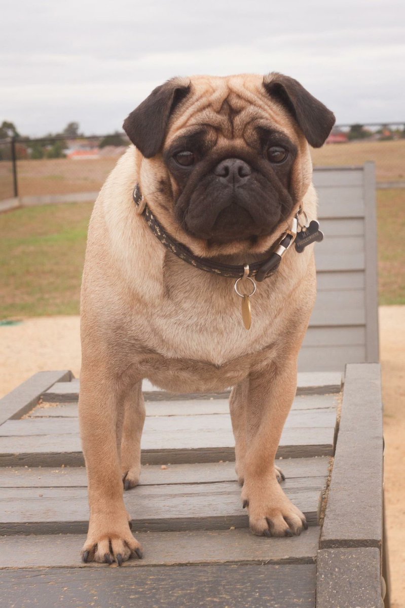 DogsFirstCare's tweet photo. Meet one of our cool #dogsfirst crew: Mr Pugglesworth! He loves the agility park! #doggydaycare https://t.co/7EbZv0JKlX