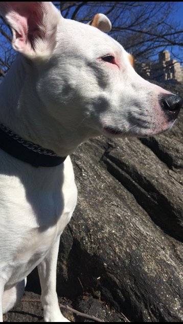 RubyandJacks's tweet image. Tali loves her 30 minute walks with Ruby&amp;amp;Jack's! We also offer 15 minute and 60 minute walks to fit any dog!