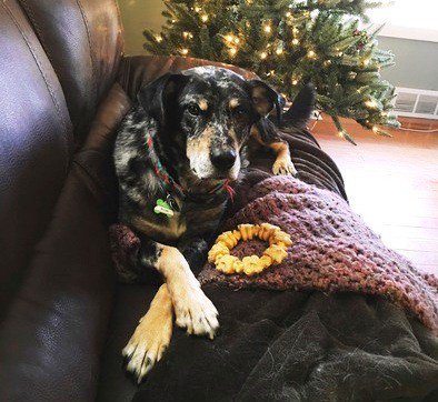 simplpiperpenny's tweet photo. Rescue Success Stories from Nylabone Customers – April 2016 https://t.co/QgGhaLZZtu https://t.co/PPoSFQ10Pm