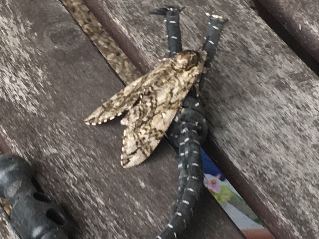 MignonPanache's tweet photo. Look at this cool moth! It was the size of my palm ... Hard to tell from the pic though. #GodMakesCoolStuff https://t.co/xgv6acbnFG