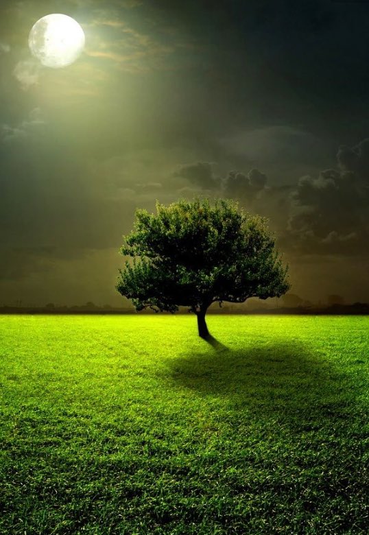 Clark2003Clark's tweet photo. #LovelyTree #Moon #Peace https://t.co/S72lDLoxun