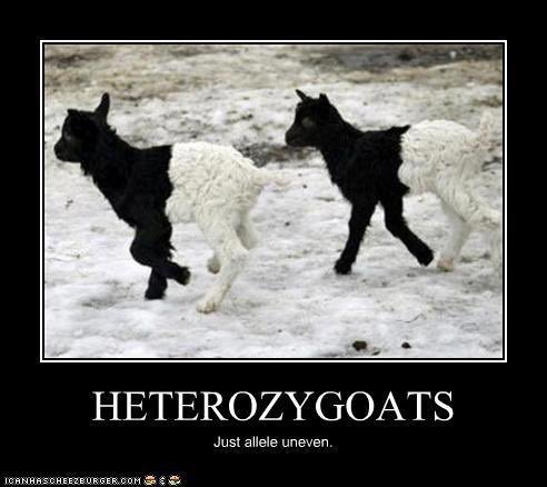 SamHoshor's tweet photo. Heterozygoats @UNKBiol106 #TwiggWeek11 https://t.co/l1pPl9y0FJ