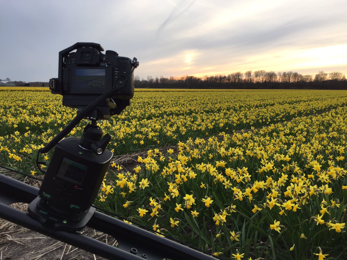OrangeFrameNL's tweet photo. Looks nice, smells even better @SYRP_ #flowers https://t.co/Bt1ApQi5k3