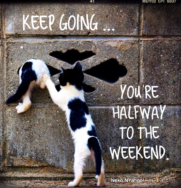 Data_Insights's tweet image. Keep going - we are halfway through the week! What are your #dissertationgoals before the weekend?
