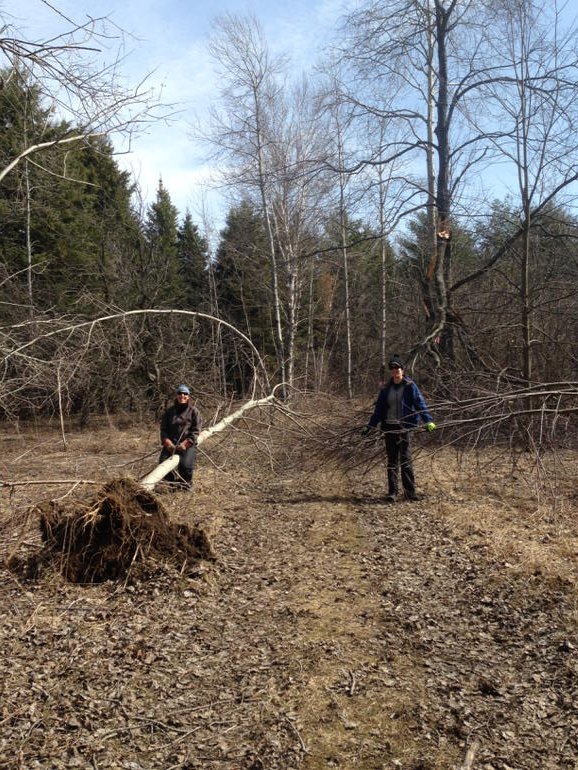 Lots of ice storm damage at GWF. Staff have been clearing trails for 2 days.