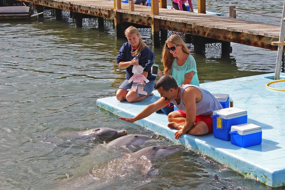 Marathon_FLKeys's tweet image. A1) Stop at DRC and hang with the dolphins on your way through! #flkeys #dolphinresearchcenter