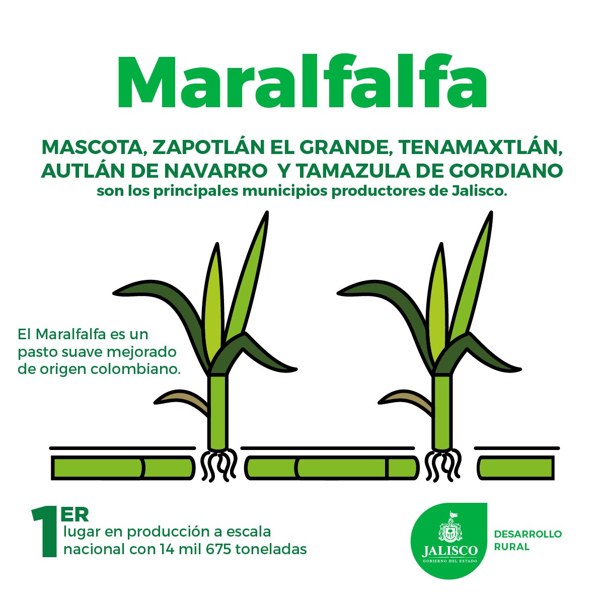 SaderJal's tweet photo. #SabíasQue

#JaliscoEsLíder en producción de Maralfalfa de todo México.

#GiganteAgroalimentario https://t.co/oB0MoUy99C