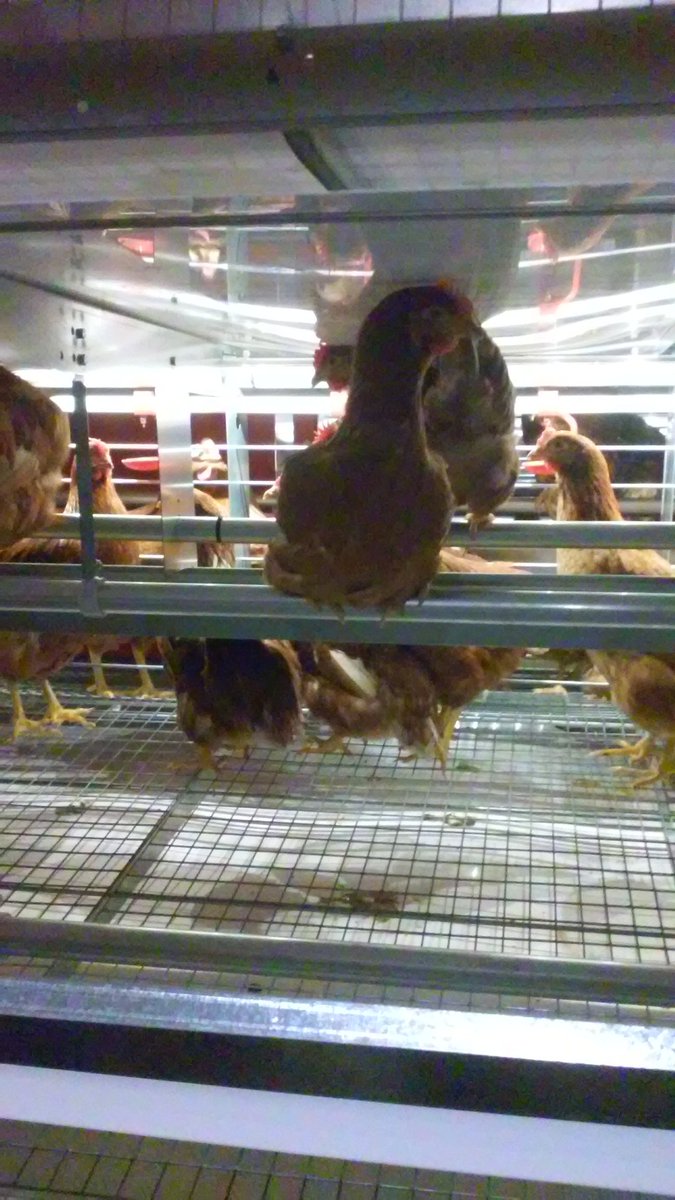 FDeWeerd's tweet photo. The birds are in their new homes #ontag #layers #farm365 https://t.co/Vzec4qKtt0