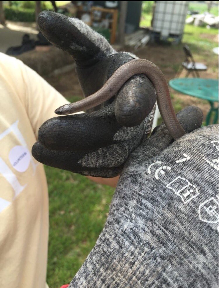 MAB_Dallas2's tweet photo. We made another animal friend yesterday! 🐍 https://t.co/fshwpCg3eI