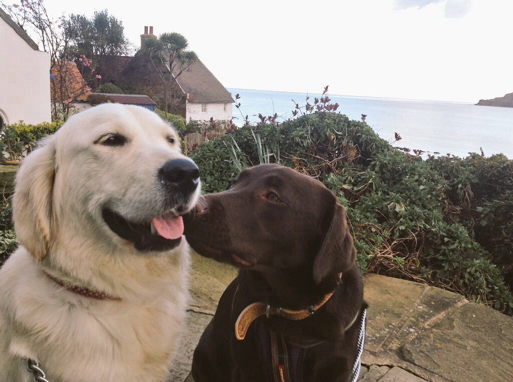 Saffronb8's tweet photo. Our beautiful pups Rosie and Molly, at runswick bay, lovely day https://t.co/5jG7T48uvg