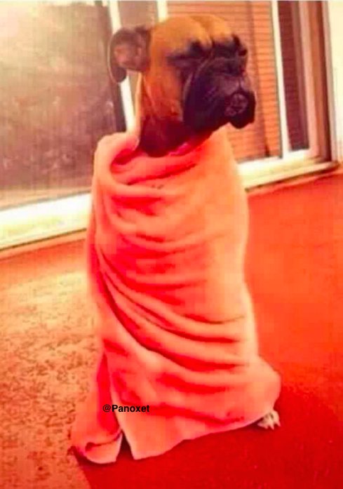 javjaz14's tweet photo. Cuando te quedas durmiendo en el sillón y te despiertas para ir a la cama https://t.co/xCldouZeQP