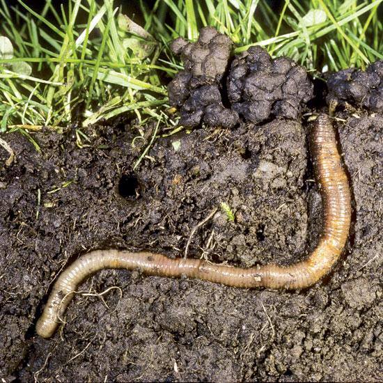 Earthworms  burrow 5" + down -  the invasive root eating "Crazy Snake Worm" only lives in the first 2" of soil