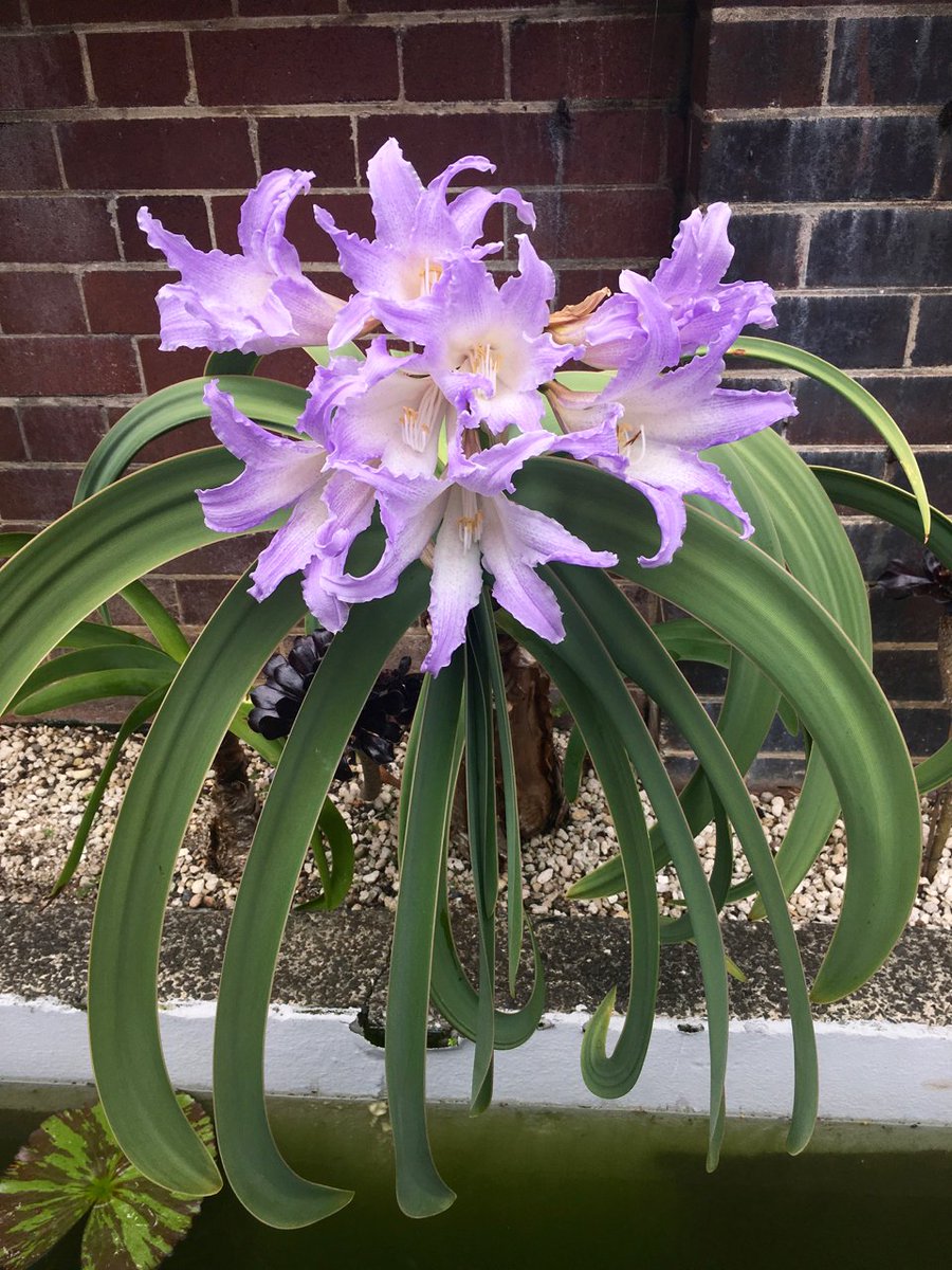 A plant that always gets attention the 