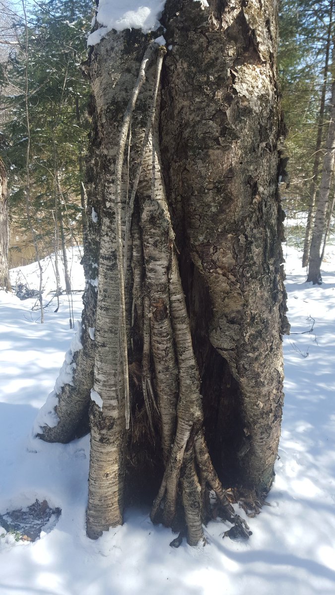 jbails89's tweet image. One of the most creative growth defects I ever did see #NRT255