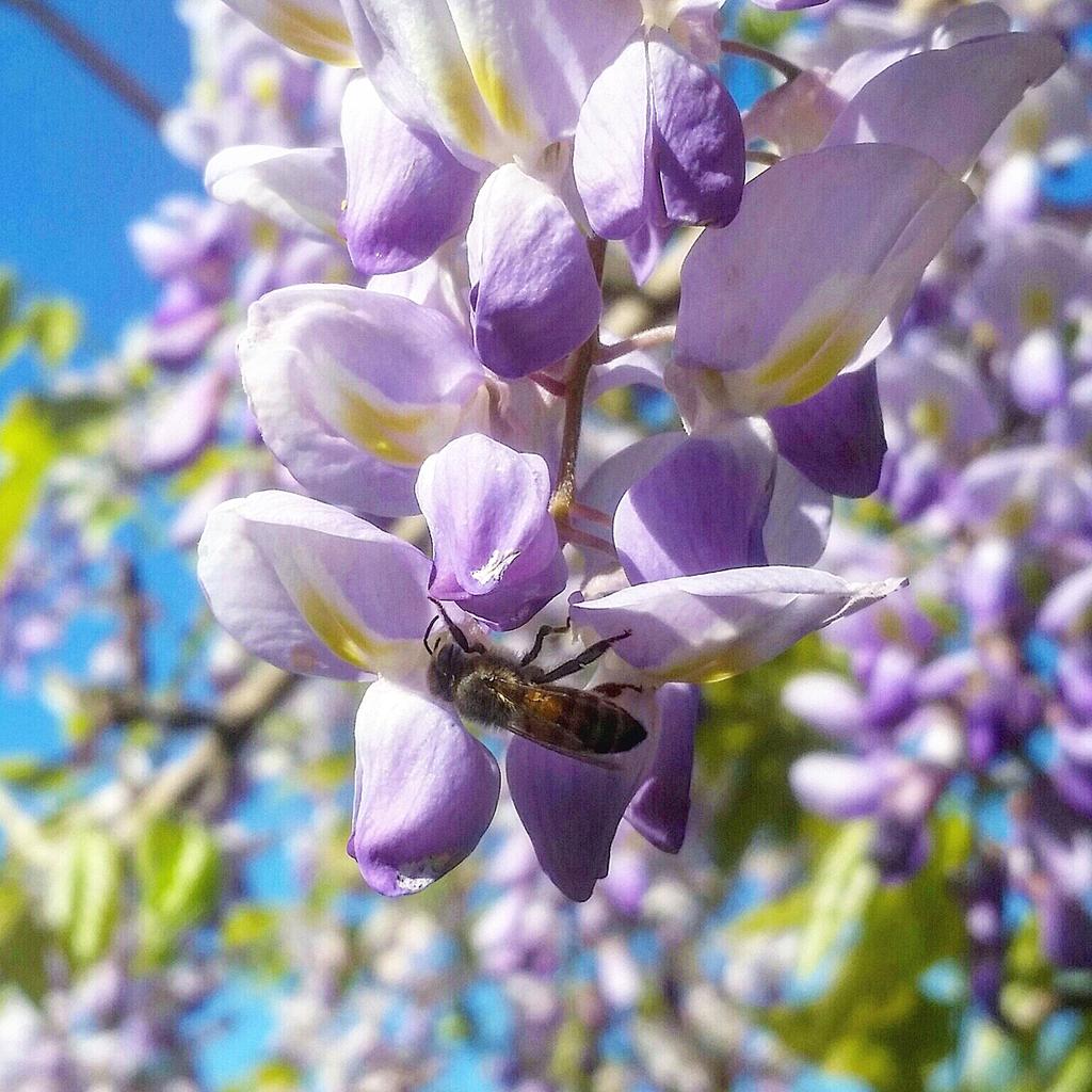 OxxBeekeeping's tweet image. #OxxBeekeeping #OneWithNature #Spring @ #DallasArboretum #Flowers #Tulips #Bloom #Nature #SaveTheBees