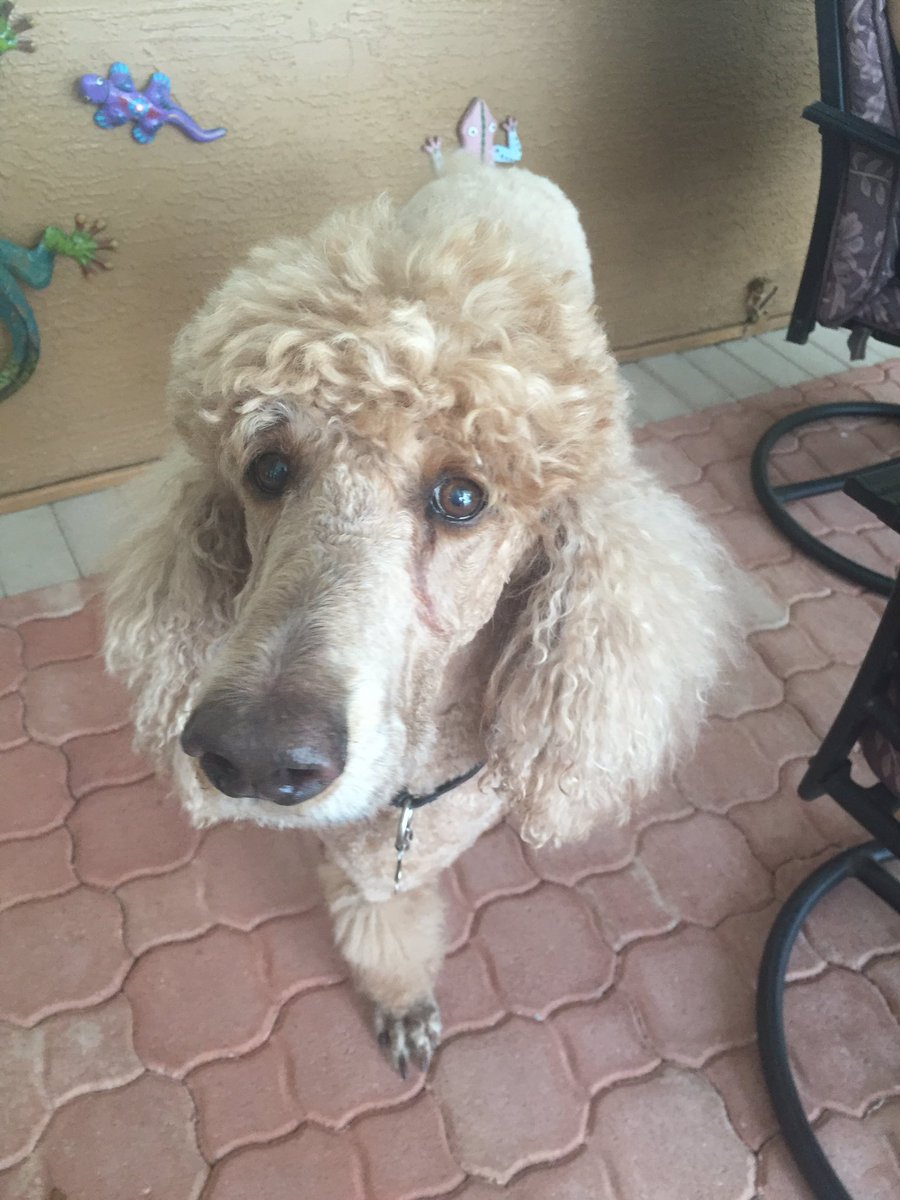 RocketDogPoodle's tweet photo. Went to work with Uncle Justin Wanted to get cute Exec Asst attention so pooped in front of her desk He took me home https://t.co/XqwzvyPNxu