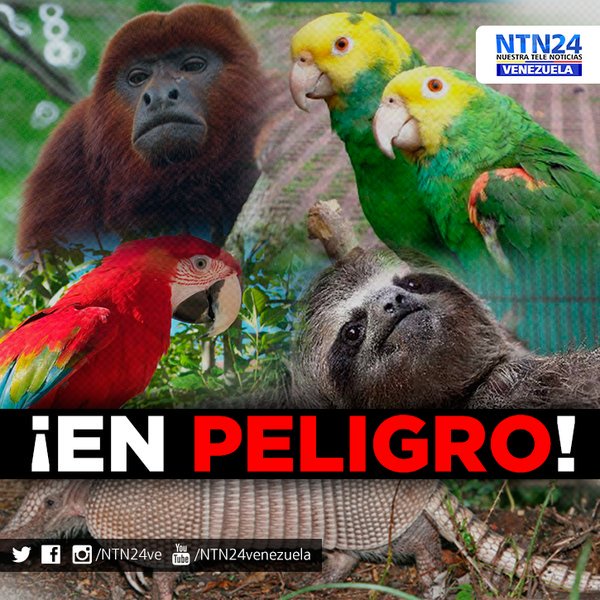 NTN24ve's tweet photo. Fauna se vio afectada por el incendio en el Parque Nacional Henri Pittier https://t.co/SHa771ZvlP https://t.co/W2y3SS6DN2