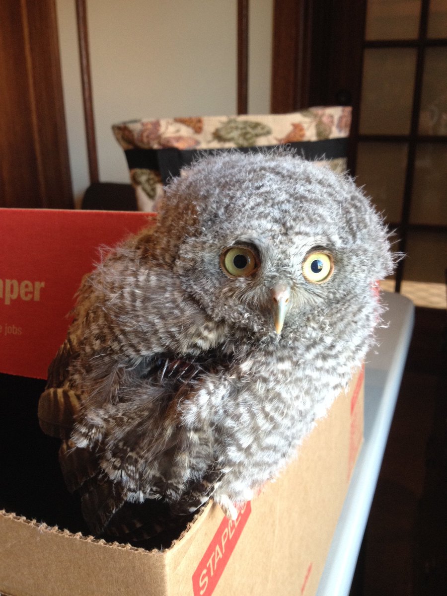 Barnes Foundation On Twitter Injured Baby Owl Rescued By