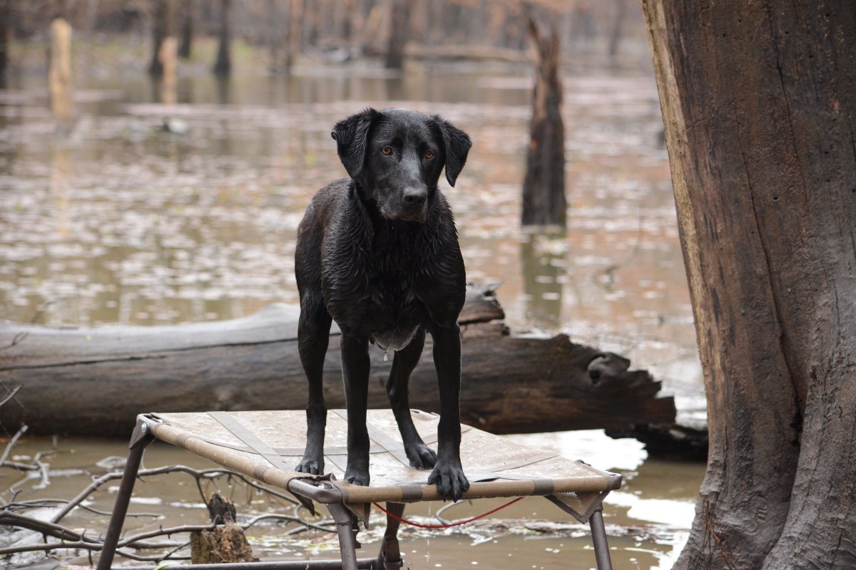 The look of someone who's ready to retrieve! 
#WaterfowlWednesday #MOmarsh #Hunt