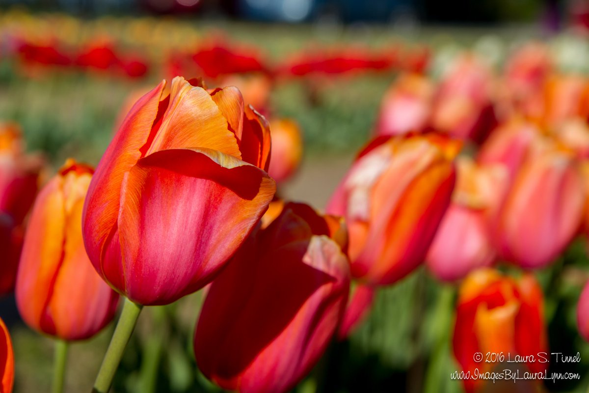 LauraLynnImages's tweet photo. #WashingtonDC comes alive with beauty in #spring - #tulips in #TulipLibrary #flowers https://t.co/y2LHcHJSd6