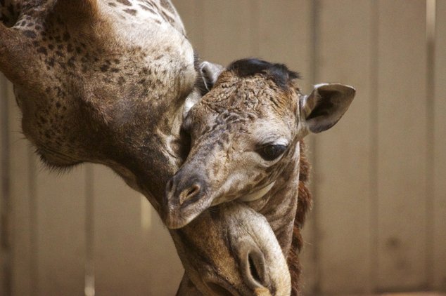 Daily_MailUS's tweet photo. Santa Barbara Zoo welcomes a baby giraffe – and at a week old he’s taller than you
https://t.co/g6l5UmWu5S https://t.co/Y5EcdBEXwW