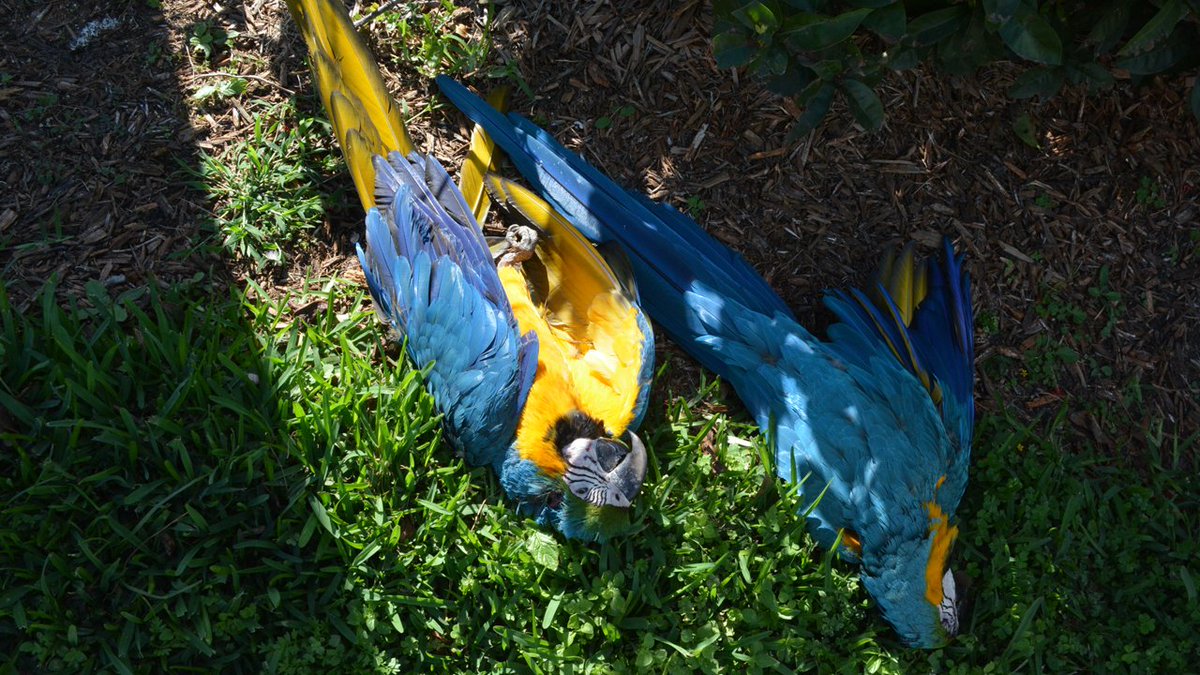 Police investigating who shot & killed 2 #macaws in South Florida bit.ly/1Rr8xaP?utm_me… https://t.co/I4VOnKZt0N