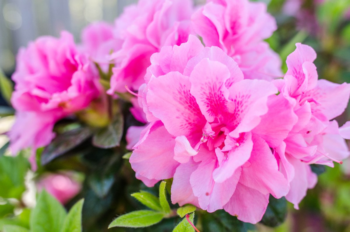 Autumn Carnation azaleas are blooming at Strange's! #azaleas #autumcarnation #blooming #spring #stranges