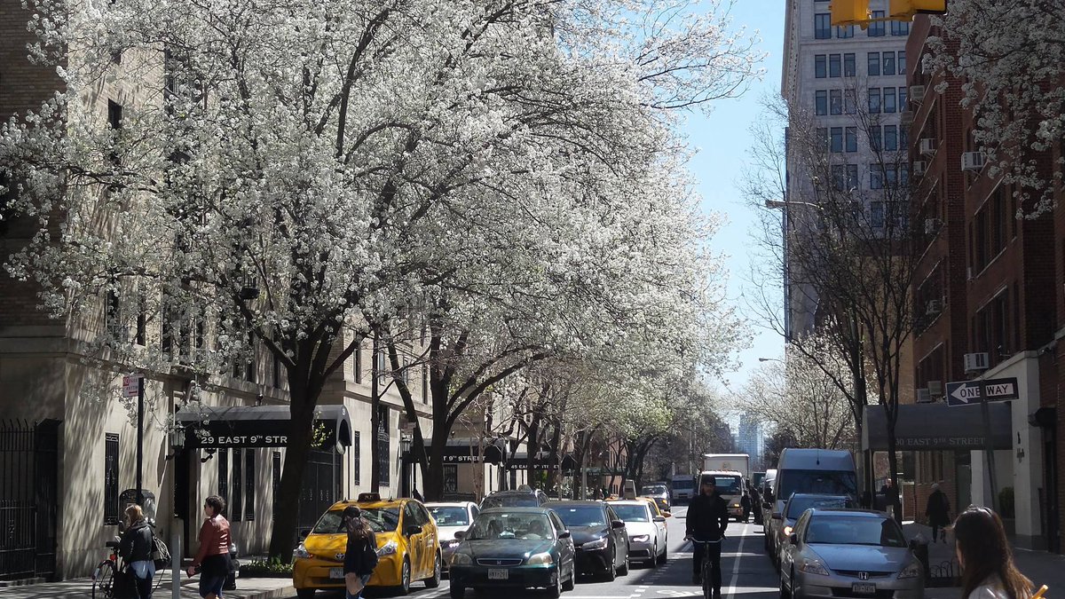 cnewyorkcom's tweet photo. Spring in New York City! Photo Smain Stanley https://t.co/SAPsIgGhCN #newyork #newyorkcity #NYC #USA #photooftheday https://t.co/hvtRP897tq