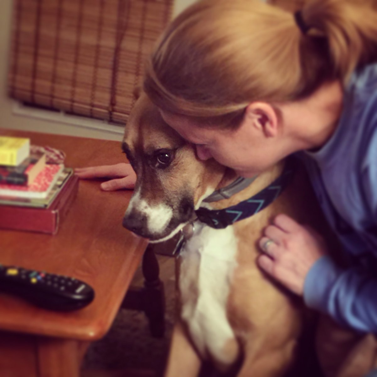 jodiBeth74's tweet photo. @aldotcom @haleyleigh Meet Rex #dogsitting #rescuedog #shydog #helovesme #hetoleratesme #handsomedog #dogsdogsdogs https://t.co/808HzdFCM2