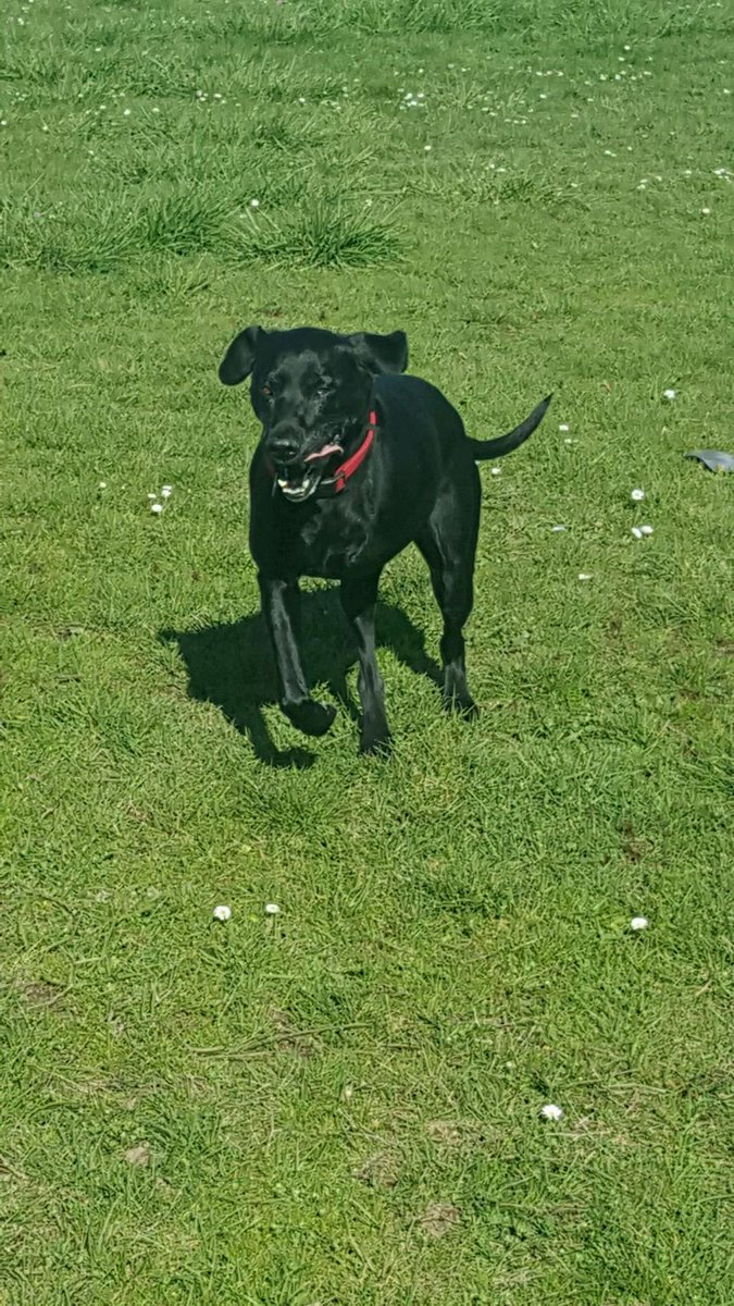 OperationDOG's tweet photo. Shadow is adapting well to life on three legs! What a #happydog! #medicalfund #operationdog #supportshadow #dogs https://t.co/cT072Tu6a7
