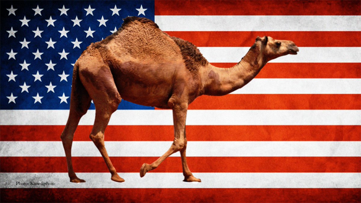 TEDTalks's tweet image. For 40 million years, camels only lived in North America. t.ted.com/OFVhJdD #TEDTalksPBS
