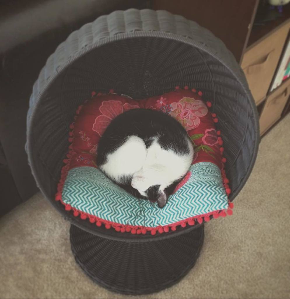 Chatchatcatcat's tweet photo. Goodnight! 💖💤 #amalia #sleepy #sleepycat #sleepykitty #catbed #catroll #cats #catsofaz #catsofig #catstagram #catso… https://t.co/wvu9ujOKBf