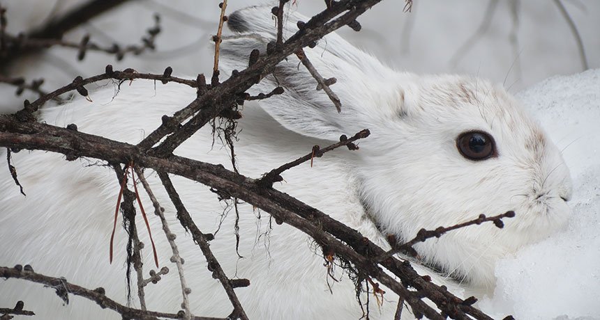 ScienceNews's tweet photo. For snowshoe hares, climate change outranks habitat loss as a serious threat: https://t.co/vBMOUhDSEH https://t.co/0YytSeTh3x