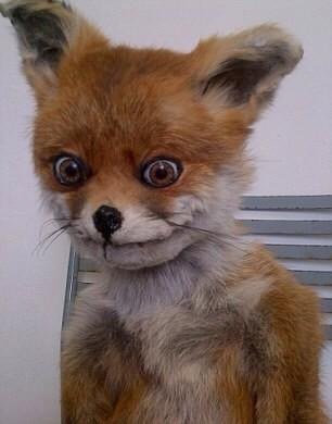 juliacallaway's tweet photo. Every Rollins student rn #FoxDay16 https://t.co/rZIceckxG8