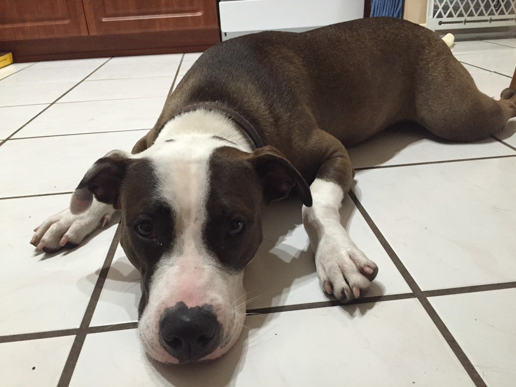 ash_dw's tweet photo. Is anyone interested in Luna? She's around 7 months old and she's a Pit!!! She's awesome and she needs a home 😢🐶💗💗💗💗 https://t.co/fBV2S9vREK