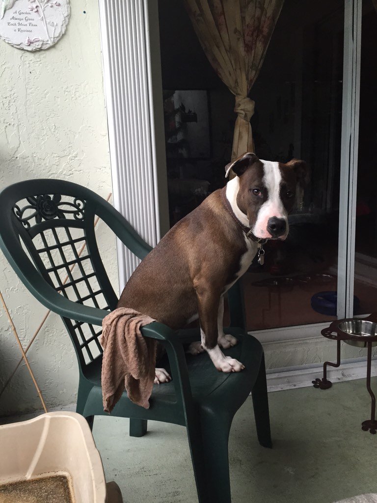 ash_dw's tweet photo. Is anyone interested in Luna? She's around 7 months old and she's a Pit!!! She's awesome and she needs a home 😢🐶💗💗💗💗 https://t.co/fBV2S9vREK