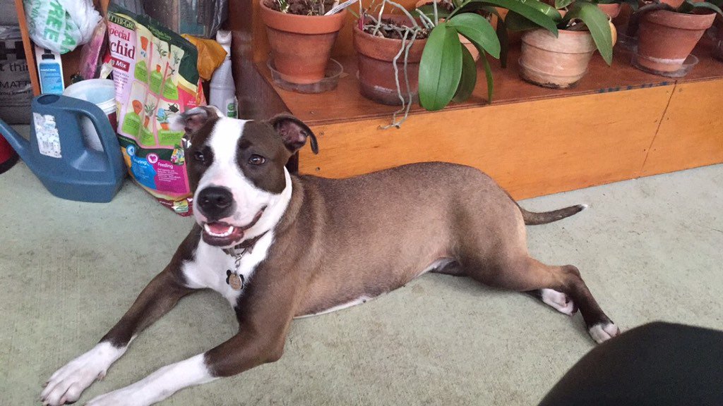 ash_dw's tweet photo. Is anyone interested in Luna? She's around 7 months old and she's a Pit!!! She's awesome and she needs a home 😢🐶💗💗💗💗 https://t.co/fBV2S9vREK