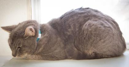 WildeOscarCat's tweet photo. PLS #ADOPT #Hattiesburg #Mississippi Breathtaking boy Frisky 5 y! Wants a loving home!.  https://t.co/CDRmKjyz2b … https://t.co/JkhQg72mEH