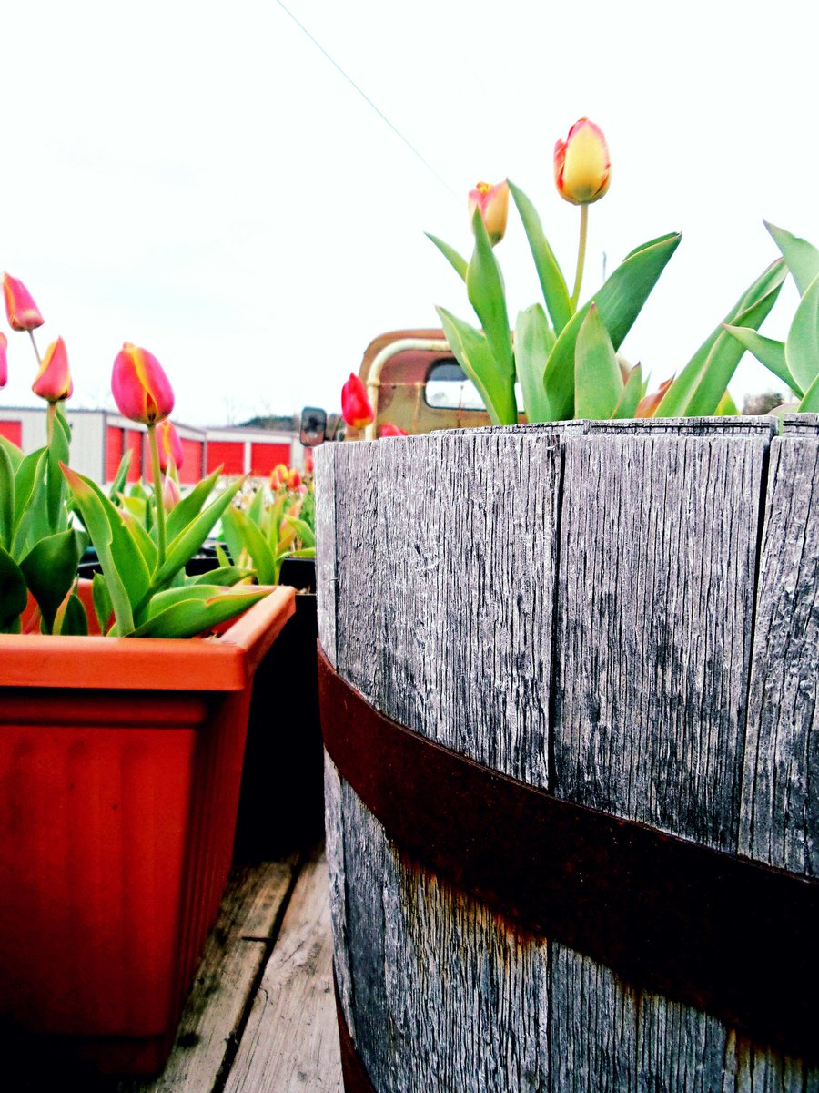 bARTenderPix's tweet photo. @bARTenderShots #oldrustytruck #flowers #tulips #botanical https://t.co/Uh9WyDCP7n