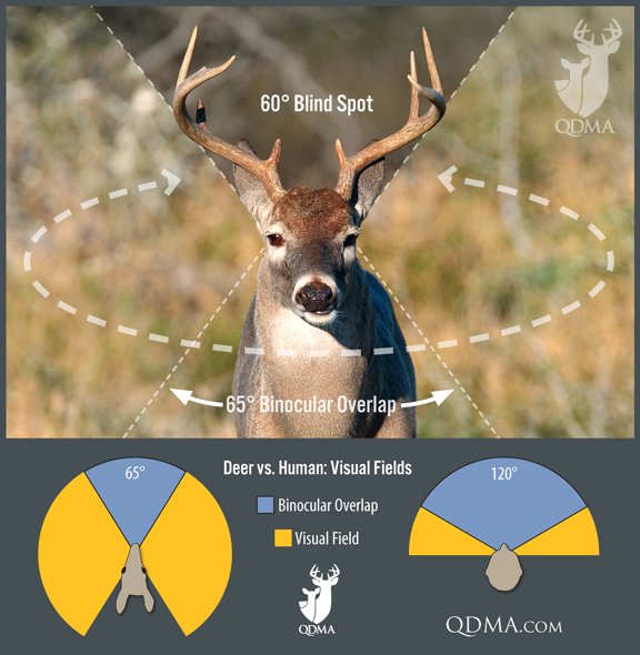 deerassociation's tweet photo. Deer have nearly a 300-degree field of view, leaving only a 60-degree blind spot directly behind them. #DeerFacts https://t.co/O3ndPEUYbY