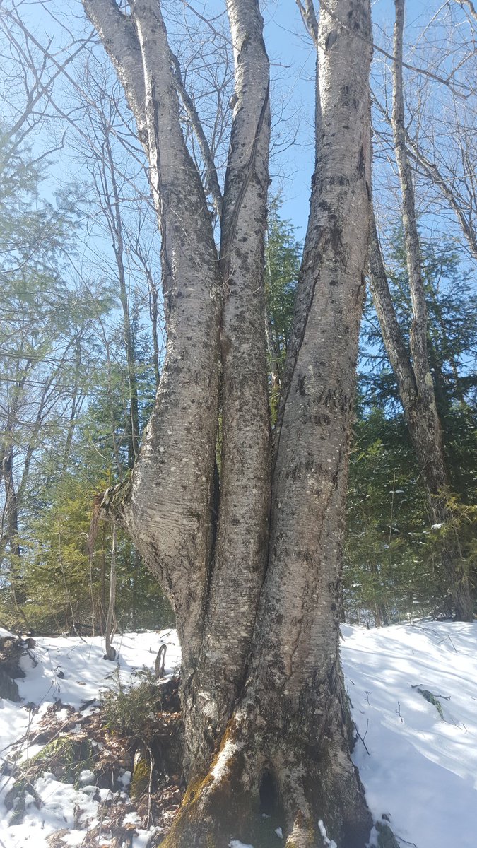 jbails89's tweet image. Another unique tree found along side Root River #NRT255