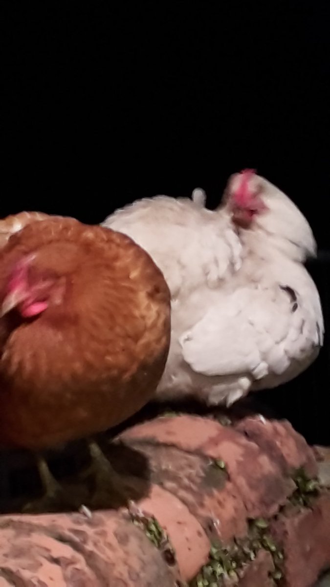 CommunistOwl's tweet photo. So I got 2 visitors today... https://t.co/vQyLGKnMGD