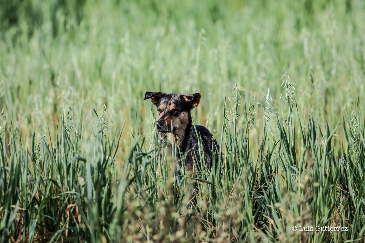 photoluis1's tweet photo. Los perros #dogs #hill #filds https://t.co/IJL1nTi2J7