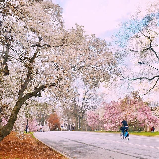ABC7NY's tweet image. Don't you think @CentralParkNYC looks like a fairy tale today? Thanks to Instagram user @gigi.nyc for sharing!