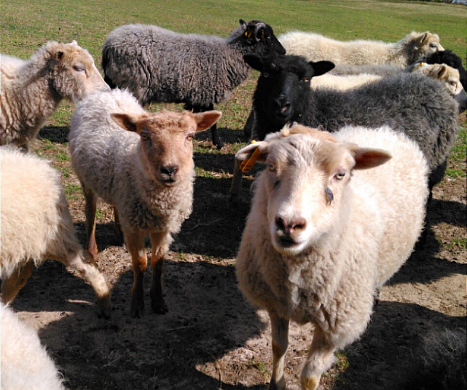 WoolFarmGal tweet picture