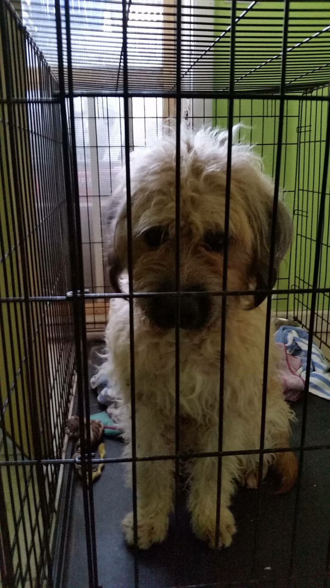 Male dog found around <a href="/WestinStJohn/">Westin St. John</a> - is he yours? Call us! #Lost #dog #RT